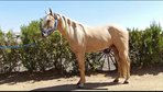 ANDALUSIANER PALOMINO. PERFEKTES PFERD FÜR DIE GANZE FAMILIE