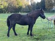 Great 4-gait Icelandic mare black color changer