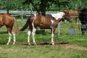 Wonderful Paint Horse young mare by Aint It The Blues