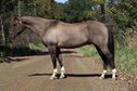  16hh  grulla Quarter horse gelding.