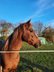 Great Curly Horse stallion by CF Lokes Eick