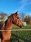 Toller Curly Horse Hengst v. CF Lokes Eick