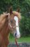 great Quarter Horse/Appaloosa Pony Mix Stallion Yearling 
