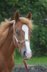 toller Quarter Horse/Appaloosa Pony Mix Hengstjährling 