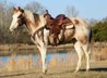  13 year old roan and white paint mare. 