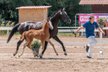 Typey CHAMPION FOAL