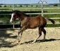 Reining bred Quarter Horse stallion by Shiners Voodoo