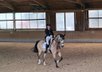 Welsh-D Pony - Dressage & Leisure Partner