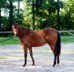 First-class bred reining/cutting young horse