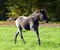 Typvolle Quarter Horse Stute in blue roan