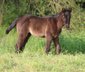 Very strong, blue roan Paint Horse filly