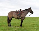 Grullo gelding standing a solid 15.1hh