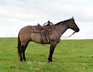  Grullo Wallach mit einer soliden Leistung von 15,1 hh.