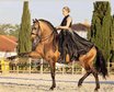 DREAM LUSITANO