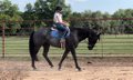 Beautiful Blue Roan Quarter Horse.