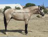 Beautiful buckskin horse