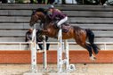 4y old youngster for show jumping by Stalypso