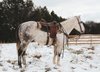 Absolutely stunning Quarter horse gelding 