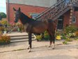 Nice gelding for children or lesure riding