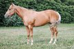 Gorgeous, 15.1hh Palomino Gelding.