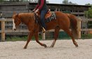 Great, affable Paint Horse gelding