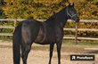 Beautiful brood/dressage mare by For Romance 