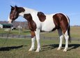 Brauner Tobiano Paint Quarter Horse Wallach. 