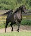 Bombproof black homozygous mare in foal