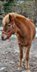 Very good Icelandic mare with good pedigree