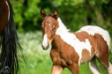 Fantastic Paint Horse Mare Foal APHA 