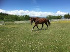 5yo nice gelding