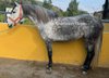 Nice spanish mare