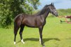 Large-framed, beautiful black mare from Santos/Fernet-below value