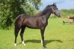 Large-framed, beautiful black mare from Santos/Fernet-below value