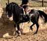 Schönes spanisches Pferd / Alta Escuela