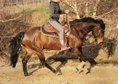 Unused, large-framed Quarter Horse gelding