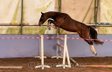  beautiful little show jumper, 1A character