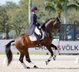  Hoofer- Schoolmaster Dressage Warmblood Horse