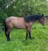 wonderful, easy-to-handle Quarter Horse mare 