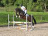 Extremely pretty mare with show jumping experience