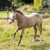 HF Mobster grandson in goldbuckskin