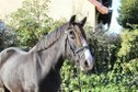 Beautiful black gelding for leisure and off-road