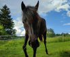 Thoroughbred Arabian Mare Yearling Black 18 months 