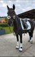 Mare Ambitious Competition Horse Dressage Jumping Horse 6 Years 