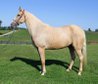 16.1hh, 6 Jahre alt, Palomino Wallach!!