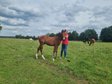 Affable, well-bred German sport horse yearling