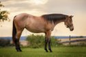 Ganz liebe Quarter Horse Stute von MJM Saltys Blue Ezra