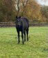 Beautiful, dark brown Quarter Horse stallion 