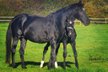 Dressage broodmare looking for 5 * Home 