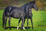 Dressage broodmare looking for 5 * Home 